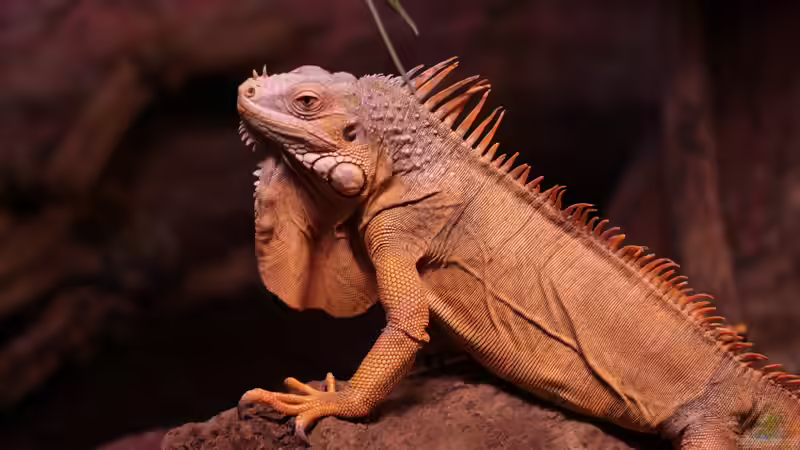 Geeignete Leguan-Arten fürs Terrarium