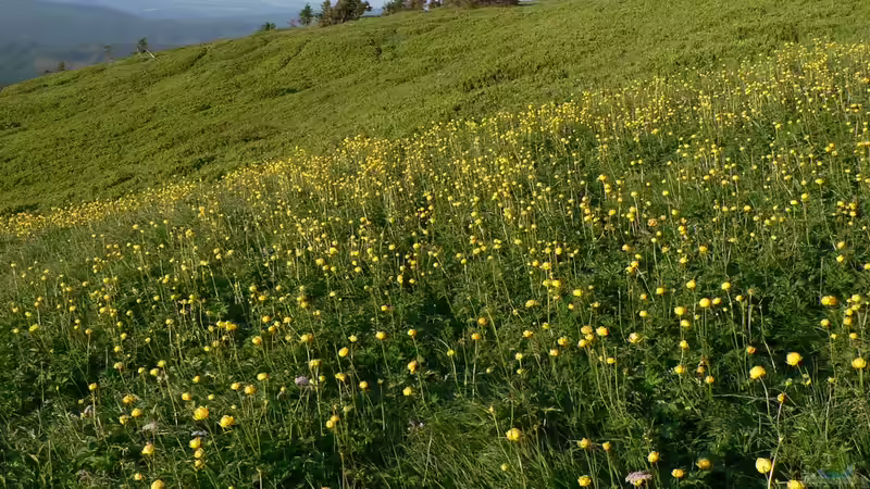 Geeignete Pflanzen für die Sumpfzone: Grüne Vielfalt in feuchten Bereichen