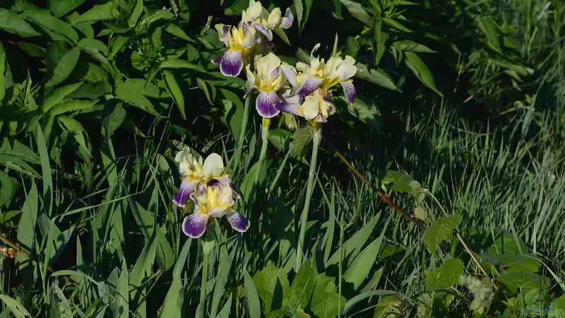 Geeignete Pflanzen für die Sumpfzone: Grüne Vielfalt in feuchten Bereichen