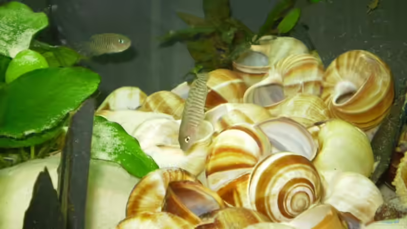 Geeignete Schneckenhäuser für Schneckenbuntbarsche aus dem Tanganjikasee