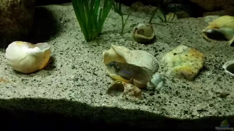 Geeignete Schneckenhäuser für Schneckenbuntbarsche aus dem Tanganjikasee