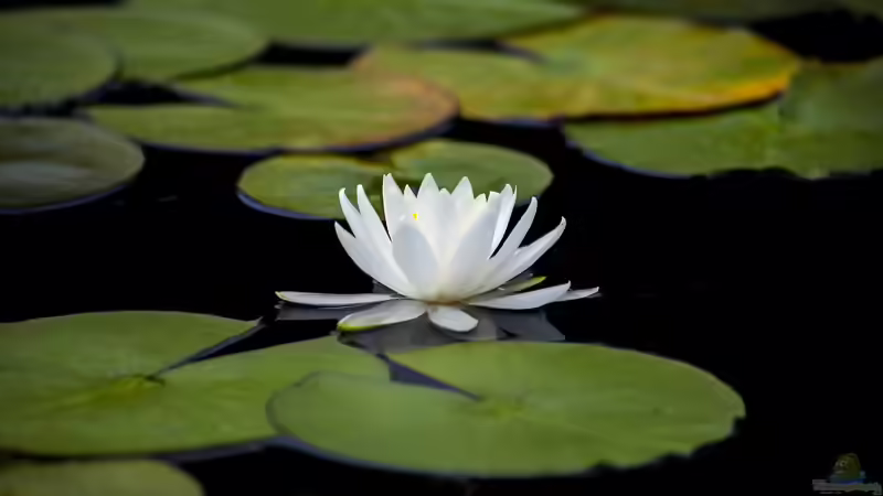 Geeignete Seerosen-Arten für einen Miniteich