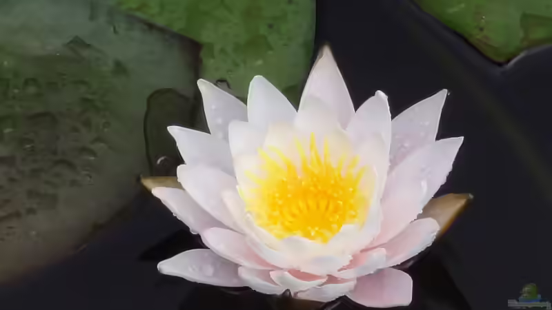 Geeignete Seerosen-Arten für einen Miniteich