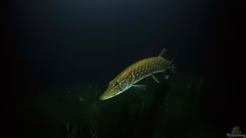 Gefährliche Tiere in heimischen Teichen und Seen