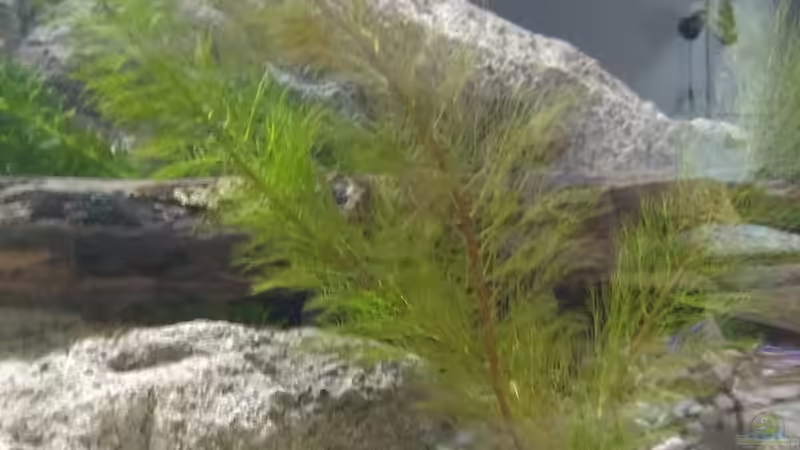 Gefiedertes Tausendblatt  Wiss. Bezeichnung: Myriophyllum scrabatum  von pacho (25)