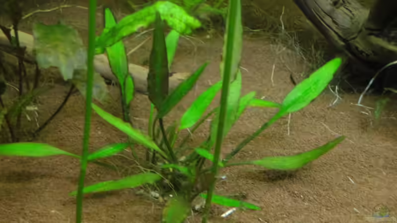 geflammter Wasserkelch von Franz Wüest (12)