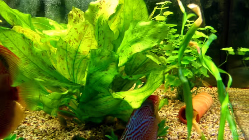 Gefleckte grüne Schwertpflanze und Thailändische Hakenlilie von Thomas Krahmer (6)