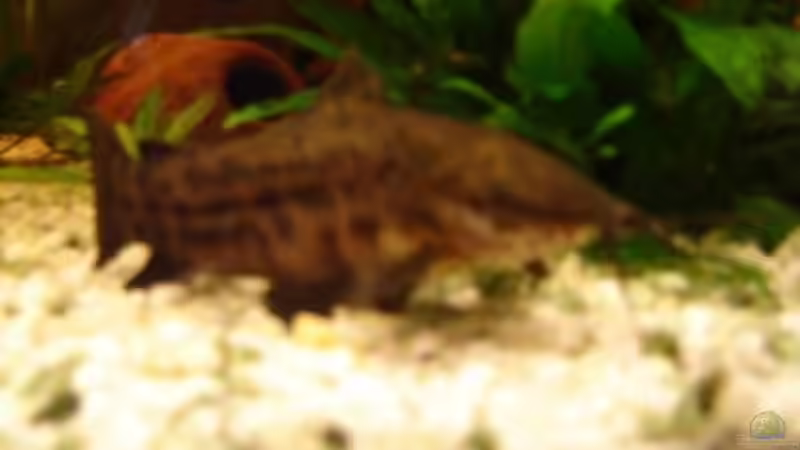 gefleckter schwielenwels von Mathias Carstens (6)