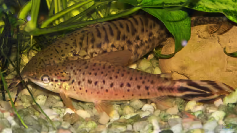 gefleckter und torpedo schwielenwels von Mathias Carstens (8)