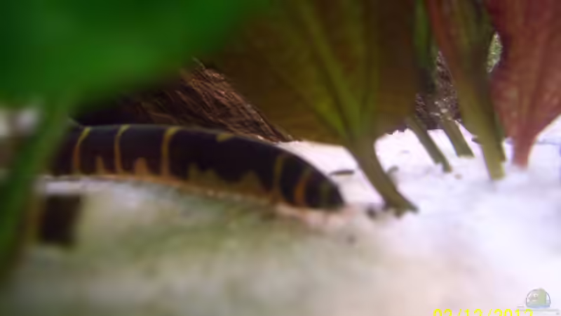 Geflecktes Dornauge - Pangio kuhlii von kaktus-jones (60)