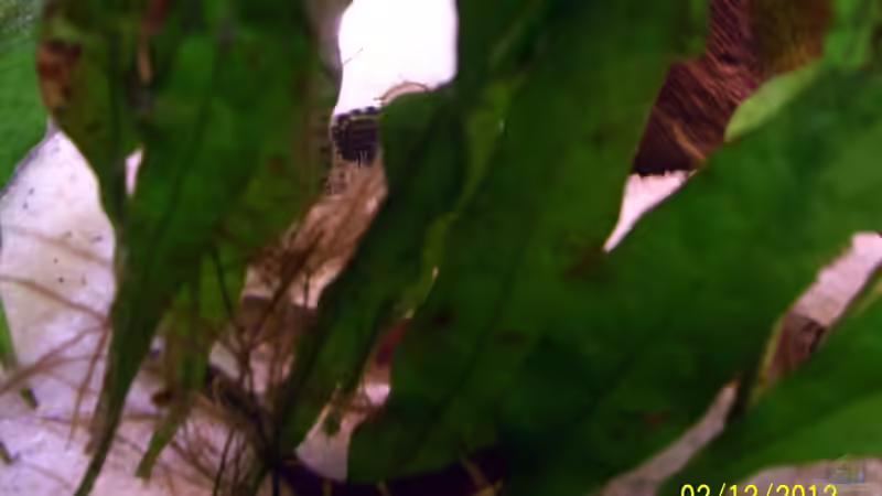 Geflecktes Dornauge - Pangio kuhlii von kaktus-jones (61)