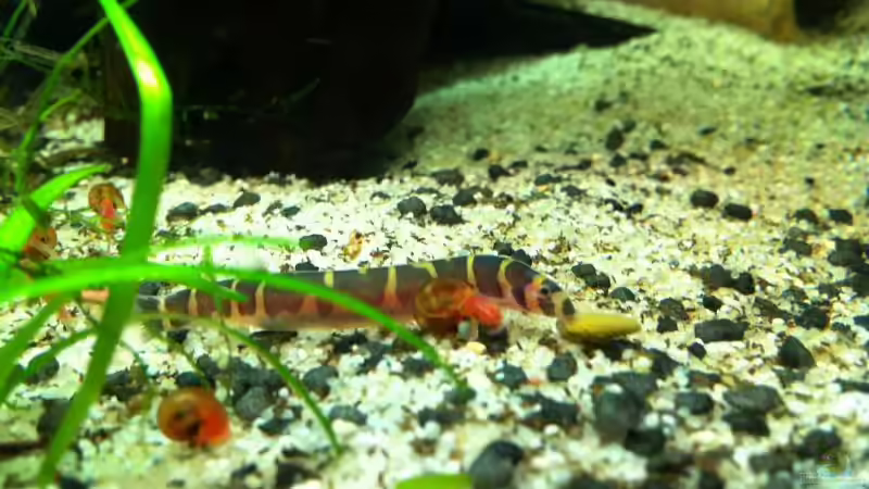 geflecktes Dornauge von Daniel B (17)