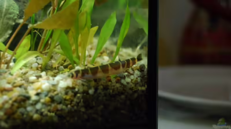 Geflecktes Dornauge von Julia (6)