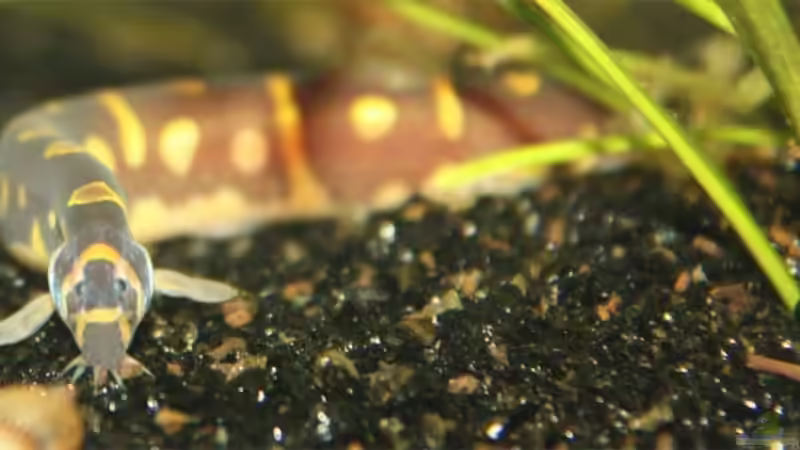 geflecktes Dornauge von Lewino (16)