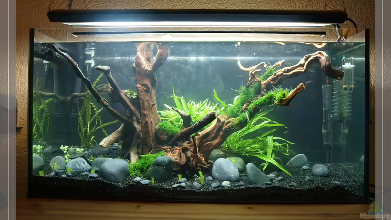 geflutet^^ von Pseudomugil (9)