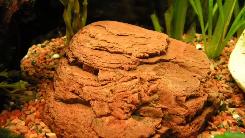 gefunden in der Murg von Manuela Vogt (5)