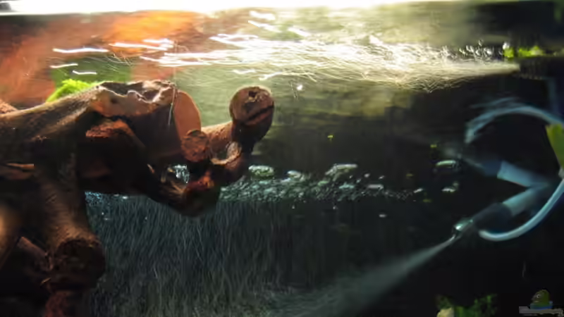 gegen die Wasseroberfläche fotografiert rechts 28.10.10 von Sky1706 (10)