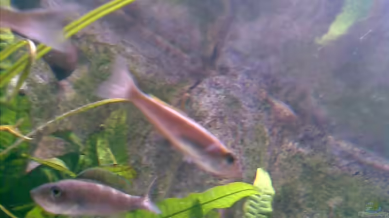 gegen die wasseroberfläche von unten von Michael Geigel (23)