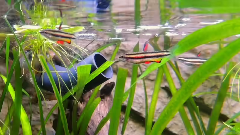 Gegenstromanlage - Die Zwerge ´surfen´ in der Strömung von Sambia (71)