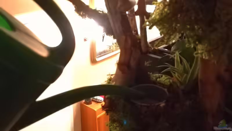 Gegossen wird das Ganze mit einer selbstgebauten Bewässerungsanlage.  von Bermuda 3eck (23)