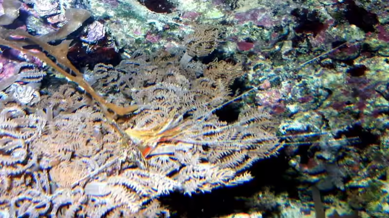 Gehäutete Garnele - Kopfteil. von Rolf Mohr (26)