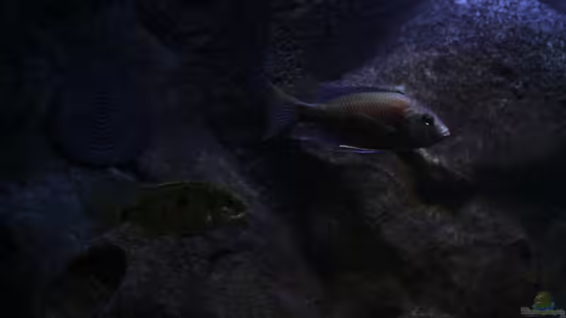 geht er etwa fremd ;-) von Michael Reiz (58)