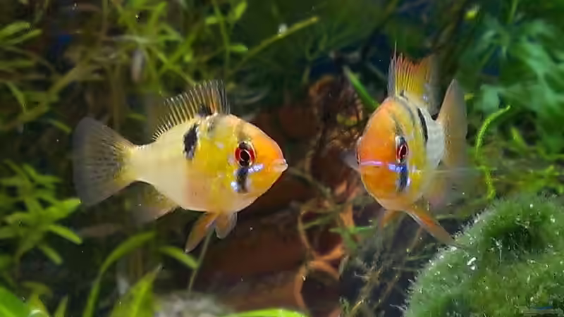 geil oder? von raubsau (11)