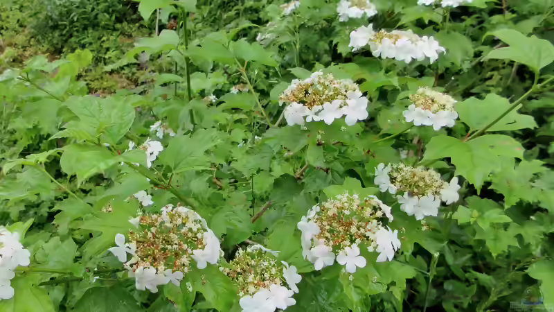 Geißblattgewächse: Vielseitige Blütensträucher und Kletterpflanzen für den Garten