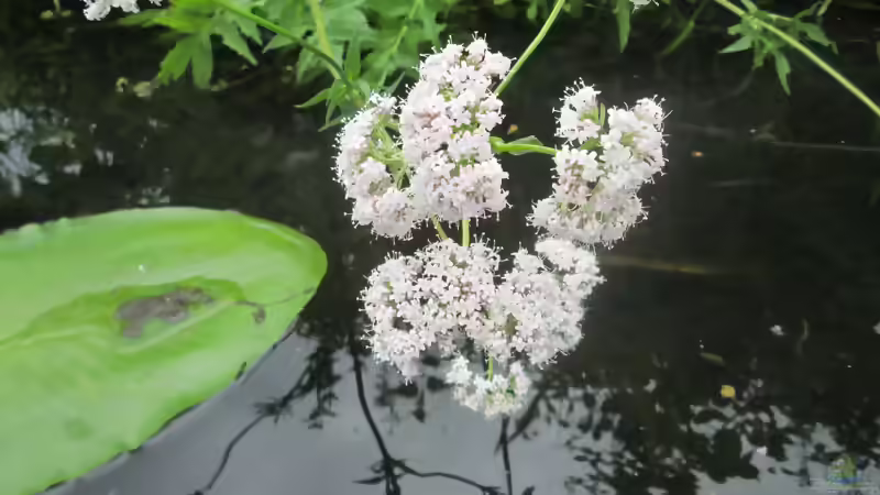 Geißblattgewächse: Vielseitige Blütensträucher und Kletterpflanzen für den Garten