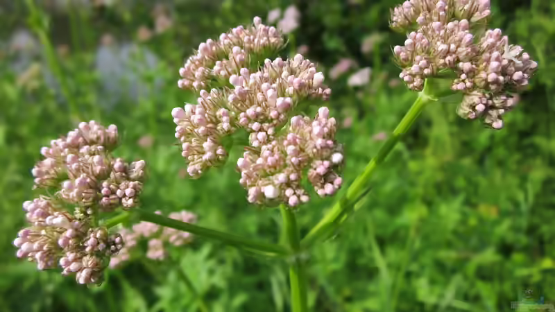 Geißblattgewächse: Vielseitige Blütensträucher und Kletterpflanzen für den Garten