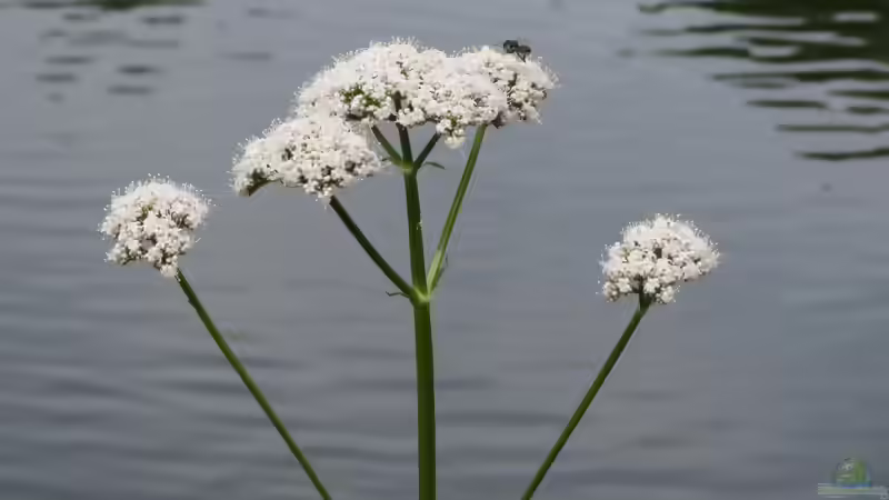 Geißblattgewächse: Vielseitige Blütensträucher und Kletterpflanzen für den Garten