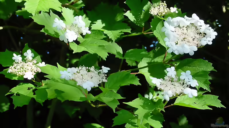 Geißblattgewächse: Vielseitige Blütensträucher und Kletterpflanzen für den Garten
