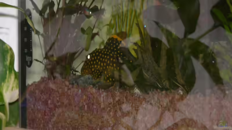 Geisterfische mit Glühaugen von Zewana (29)