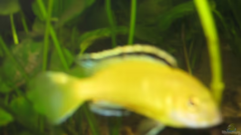 Gejagter von Markus Hoffman (13)