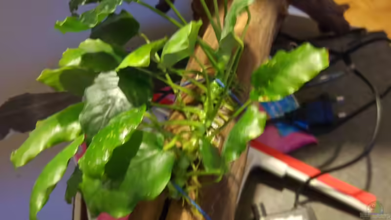 geklebt und mit Gummiband kurzzeitig fixiert von Tiburón (16)