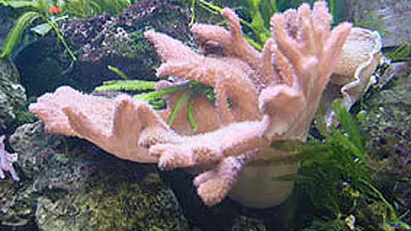 Gelappte Lederkoralle     (Alcyoniidae) von becki2 (29)