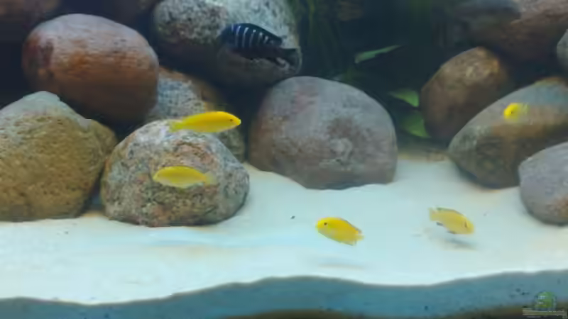 gelb, gelber am..... von banditbart (11)