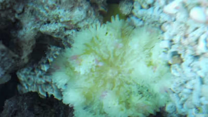 Gelbe Anemone (Heteractis crispa oder Heteractis magnifica??)  von Mario Dorner (13)