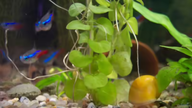 Gelbe Apfelschnecke & Blaue Neons von BerlinKowgirl (10)