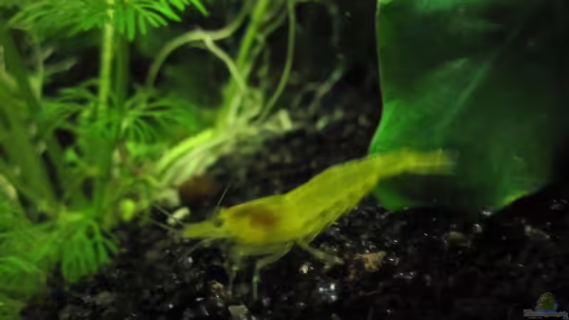 Gelbe Garnelen von cammarus (15)