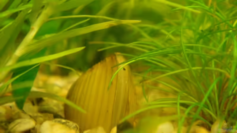 Gelbe Körbchenmuschel von Freibel (25)