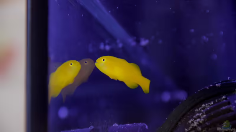 Gobiodon okinawae im Aquarium halten (Einrichtungsbeispiele für Gelbe Korallengrundel)