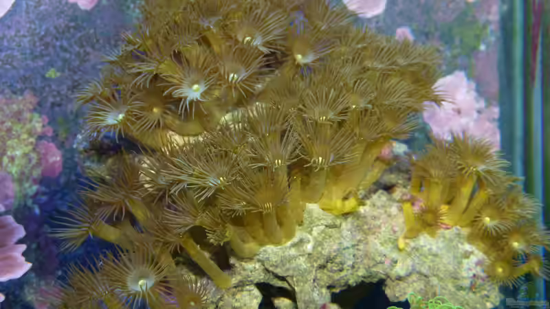 Gelbe Kruste von Artur Wegert (17)