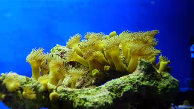 Gelbe Krustenanemone  von Stefan Kamp (6)