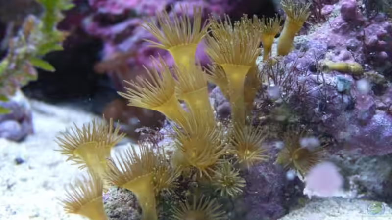 Gelbe Krustenanemone von Christian Marx (6)