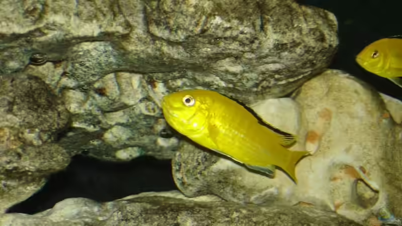 gelbe Mutter von exodus73 (22)