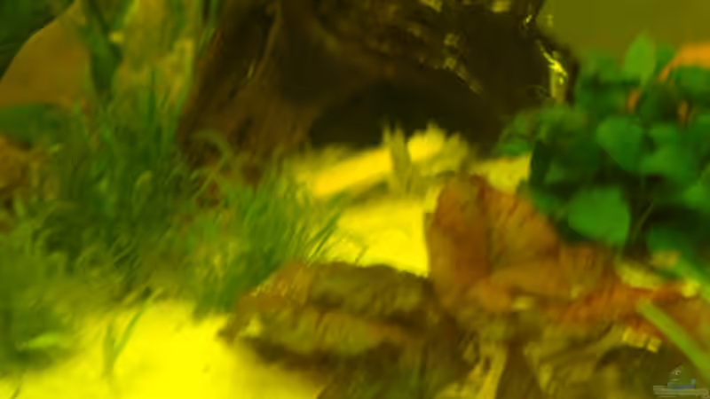 gelbe paprika mit antennenwels von Manuel Pieper (16)