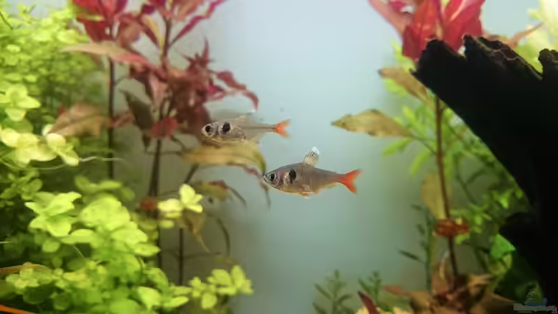 Gelbe Phantomsalmler von Aquaristik-Padawan (44)