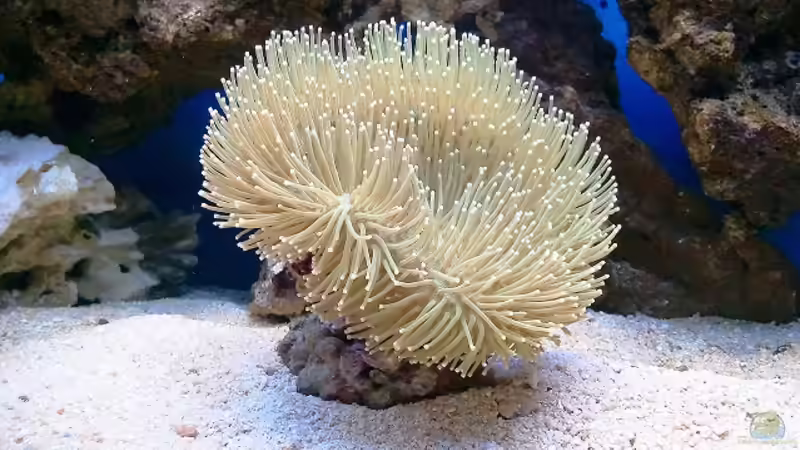 Gelbe Pilzlederkoralle von Andreas Fleischer (8)