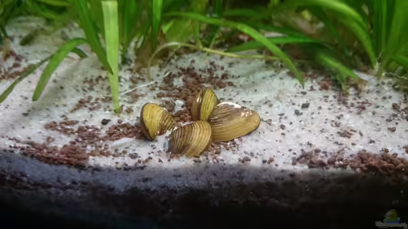 Gelbe Süßwassermuschel von Fabian Schmette (10)